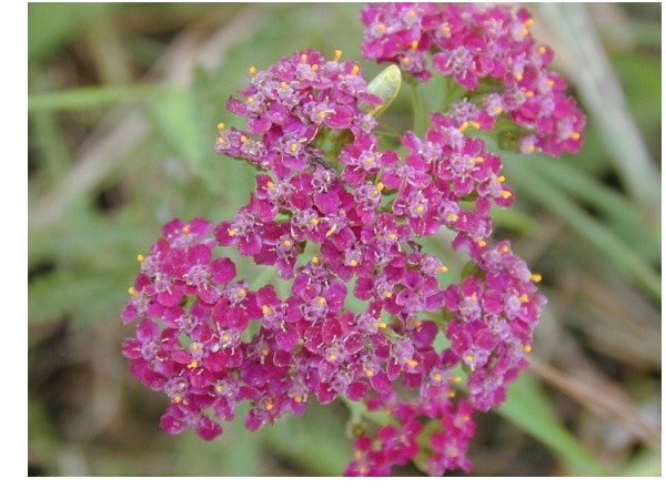 Achillea millefolium 'Cerise Queen'  / Achillea millefolium 'Cerise Queen' 