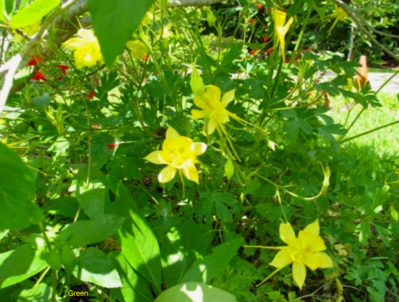 Aquilegia chrysantha hinckleyana  'Texas Gold' / Aquilegia chrysantha hinckleyana  'Texas Gold'