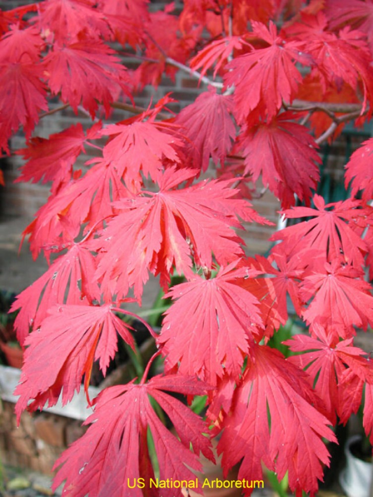 Acer aconitifolium / Acer aconitifolium