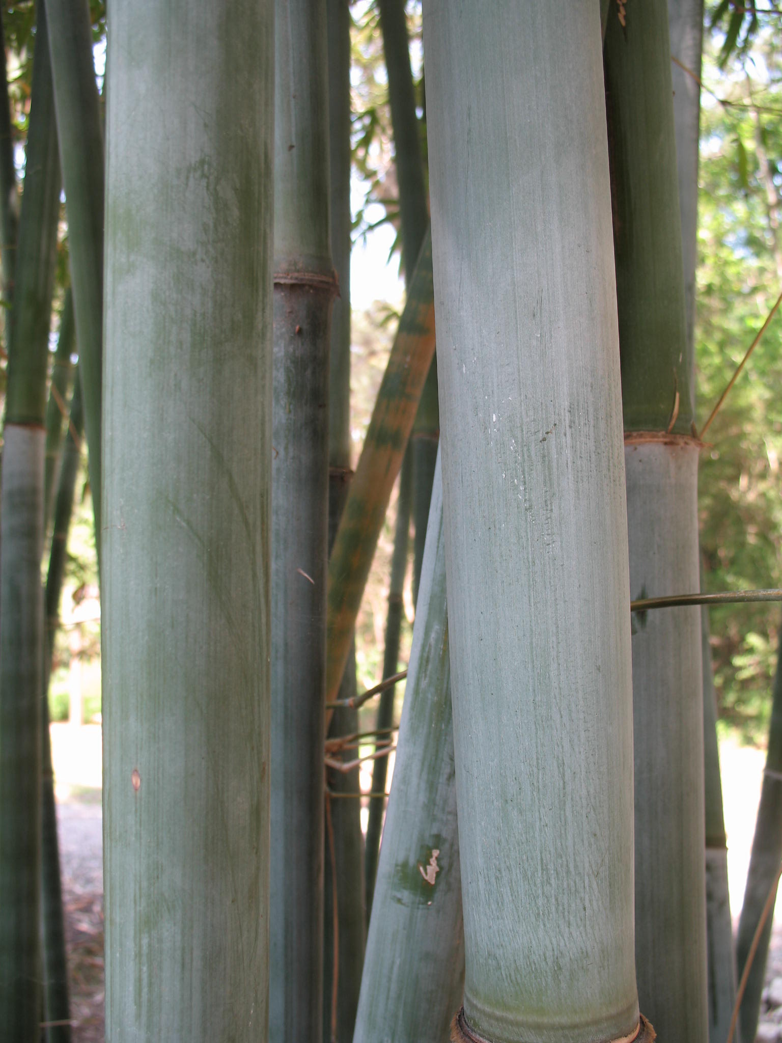 Bambusa chungii var. Barbellata / Bambusa chungii var. Barbellata