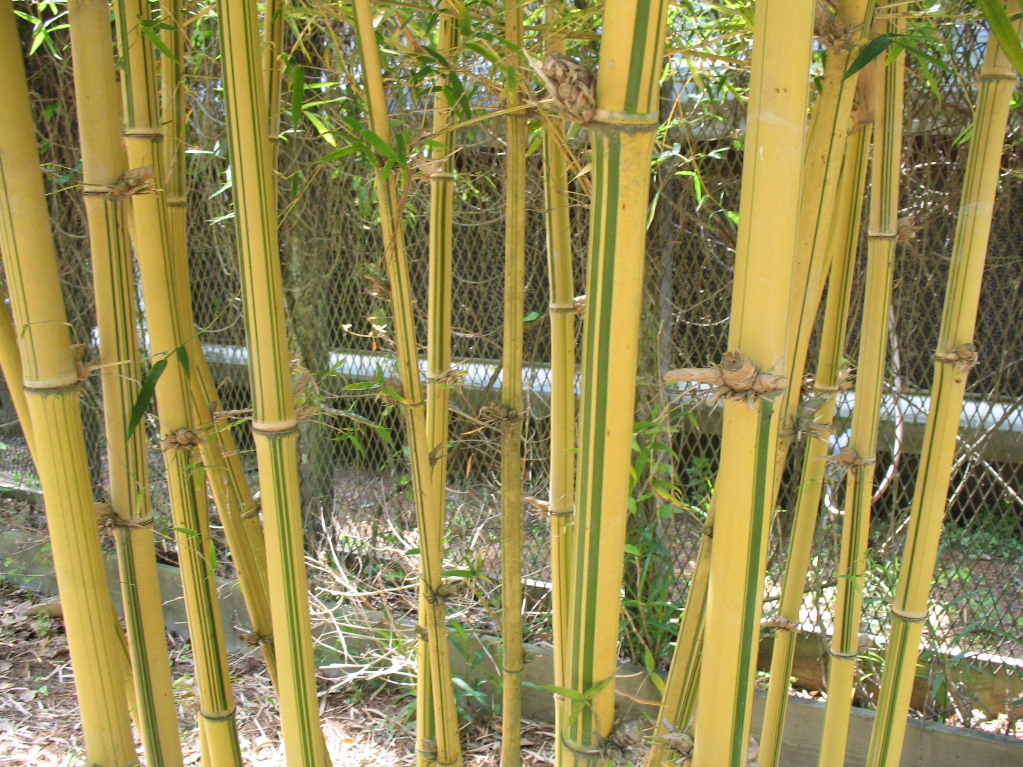 Bambusa eutuldoides / Lemon Lime Bamboo