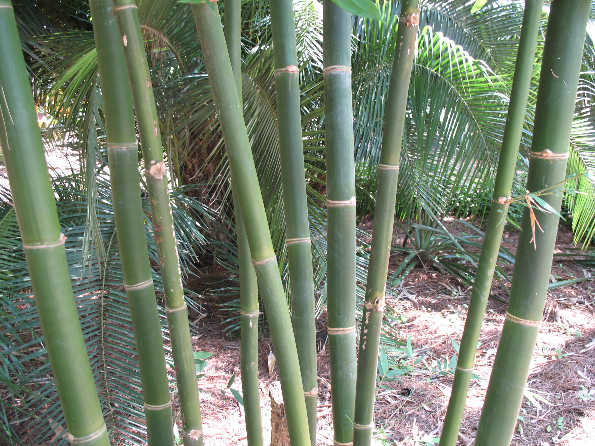 Bambusa oldhamii 'Oscar'  / Giant Timber Bamboo