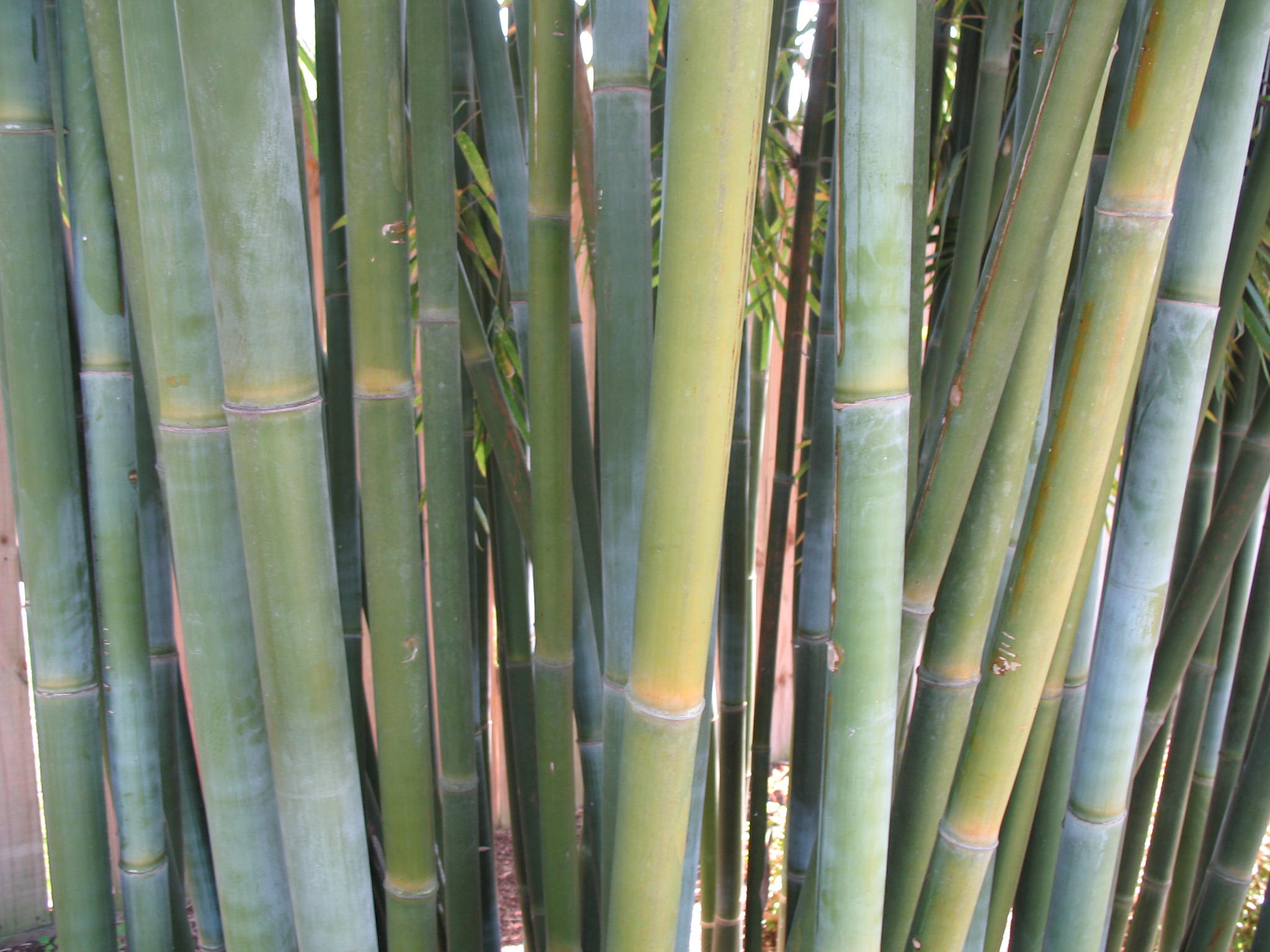 Bambusa textilis 'Kanapaha'  / Bambusa textilis 'Kanapaha' 