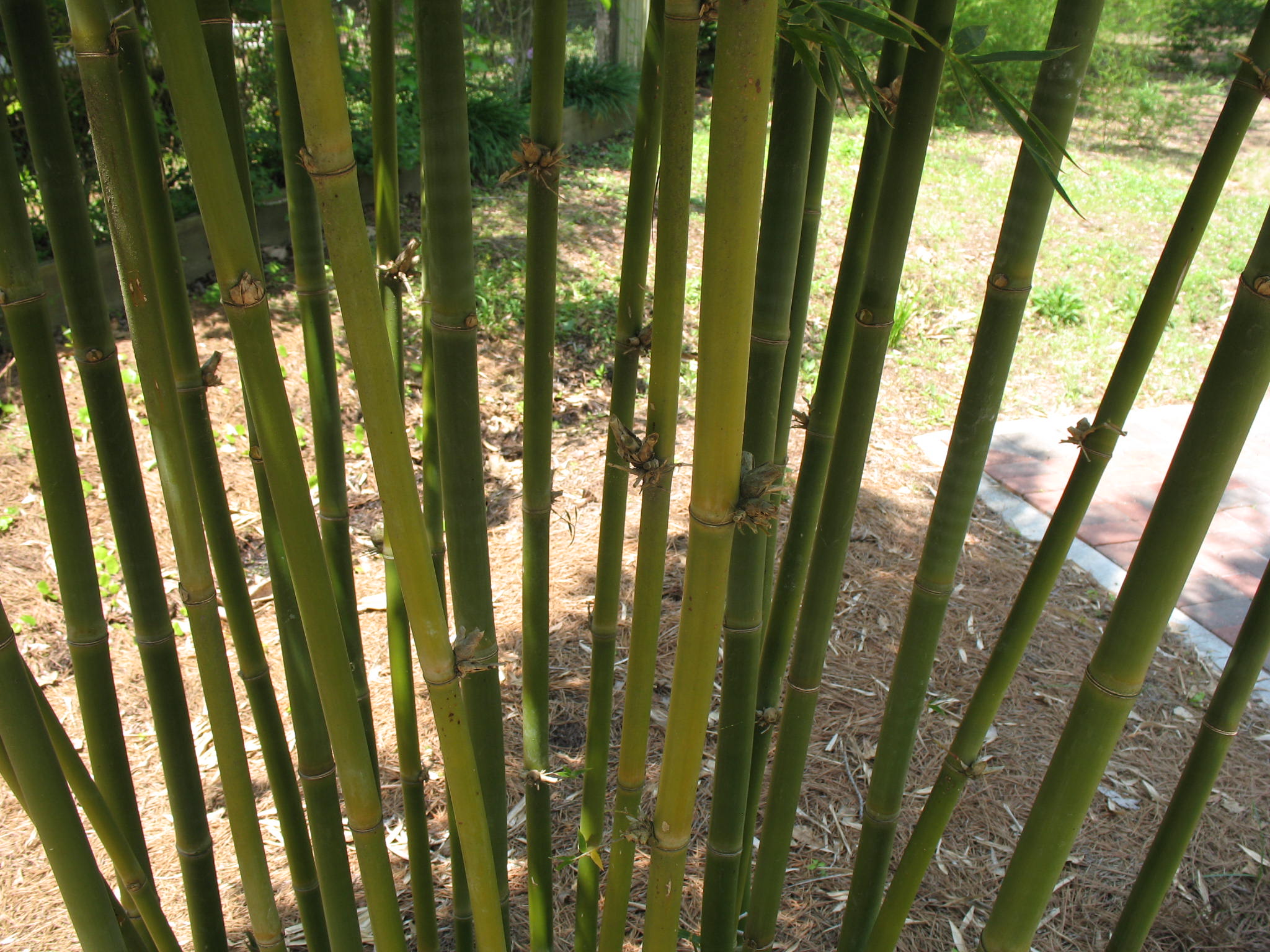 Bambusa textilis 'Scranton'  / Weaver's Bamboo