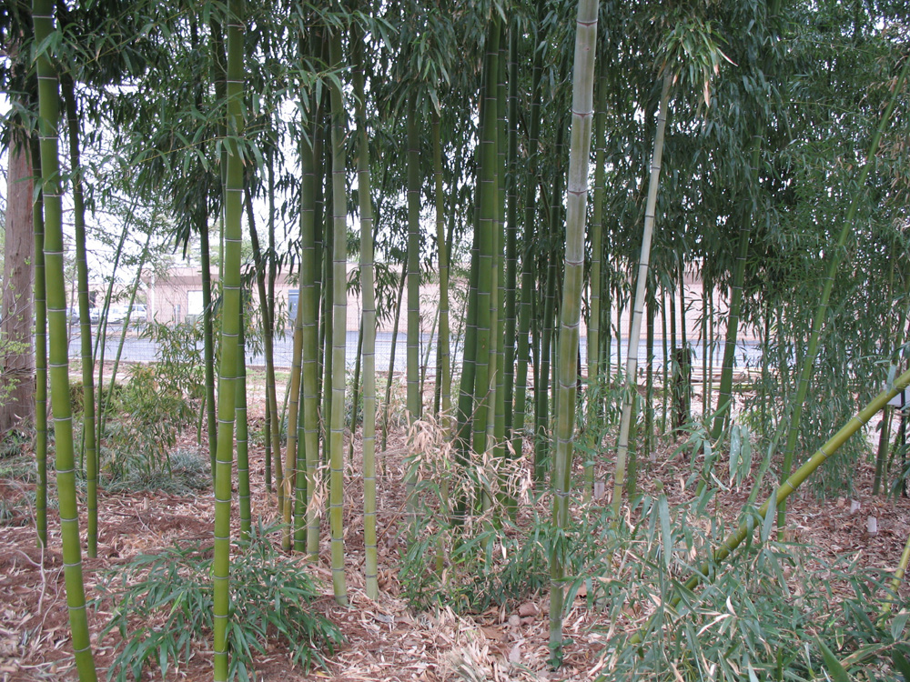 Bambusa vivax / Vivax Bamboo