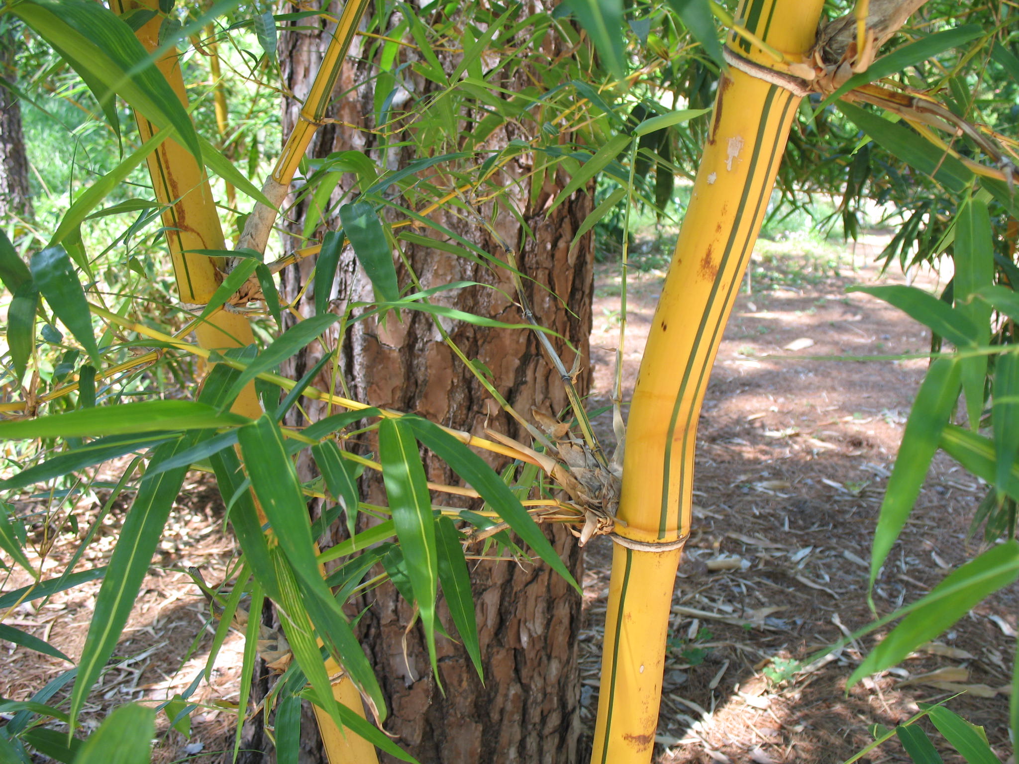 Bambusa vulgaris 'Vittata'  / Variegated Bamboo