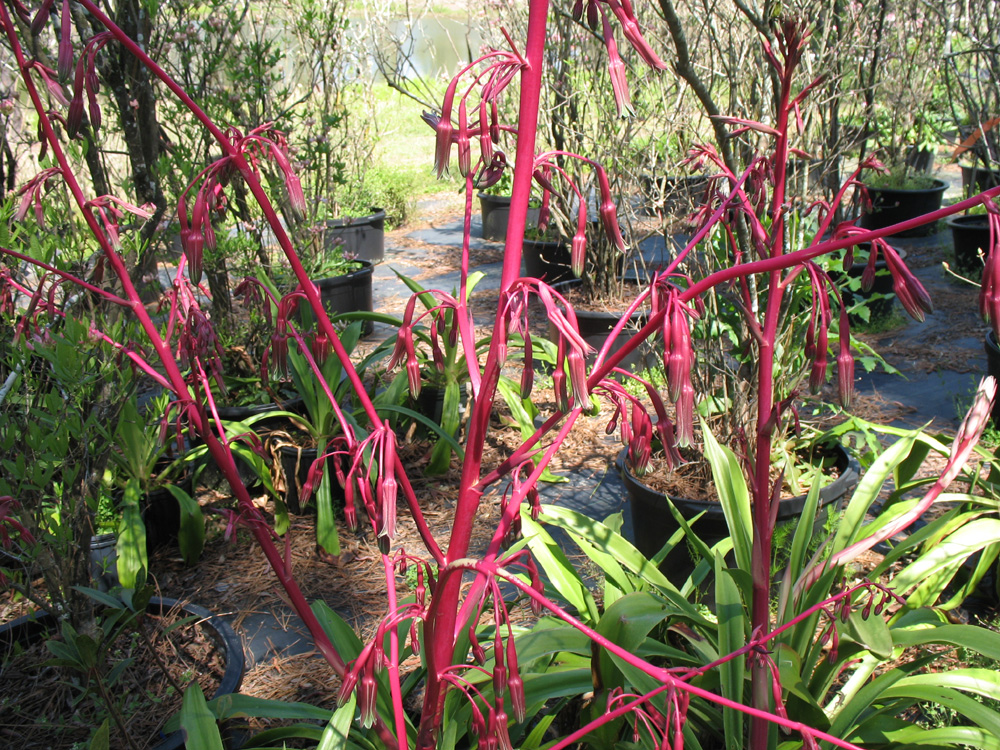 Beschorneria septentrionalis  / False Red Agave