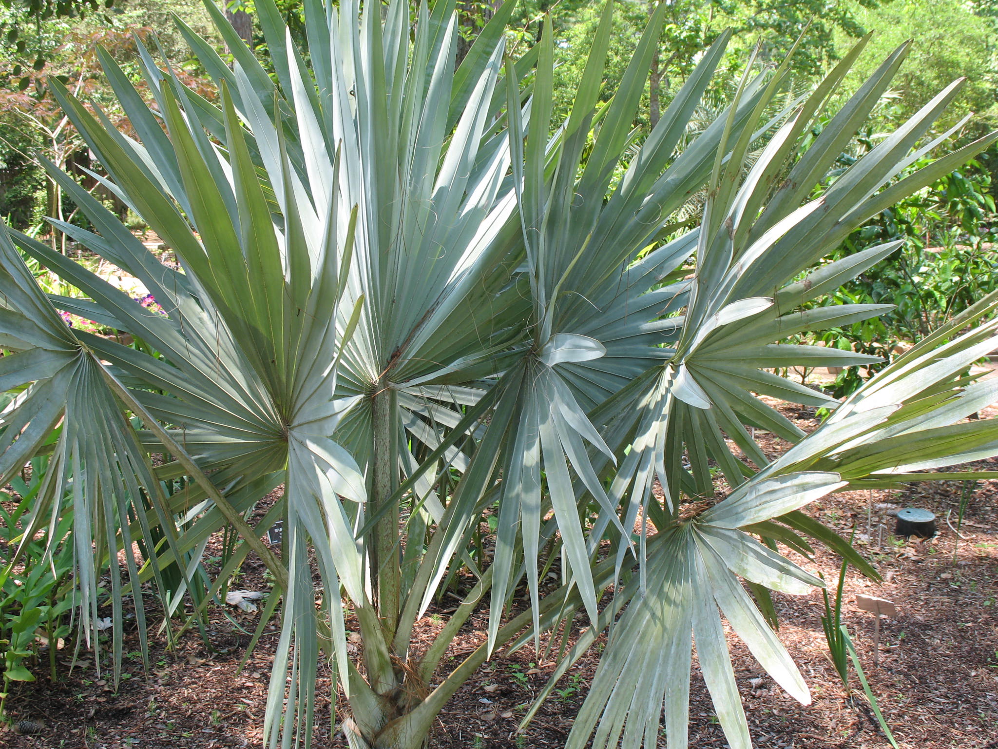 Bismarckia nobilis  / Bismark Palm