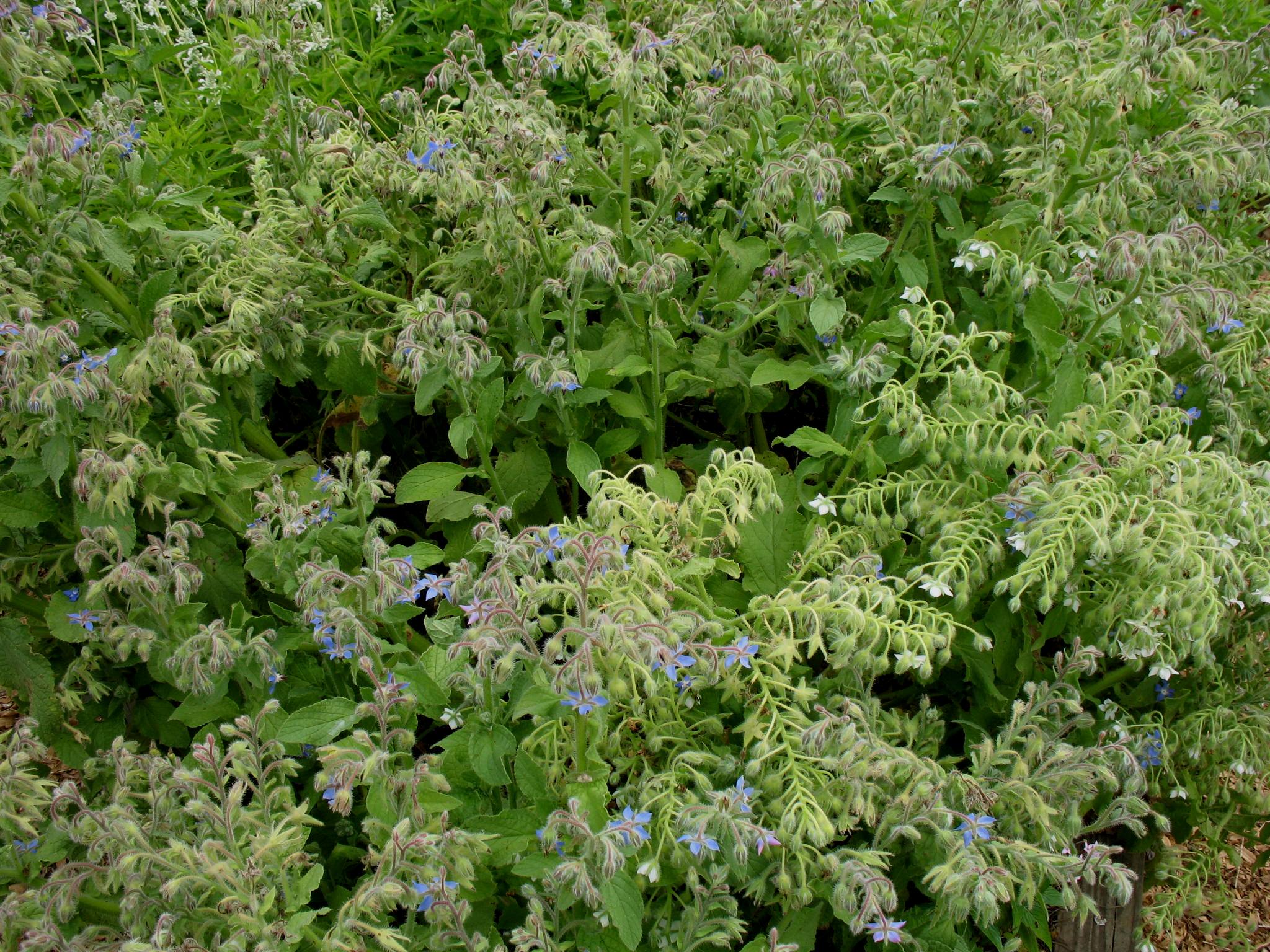 Borago officinalis / Borage