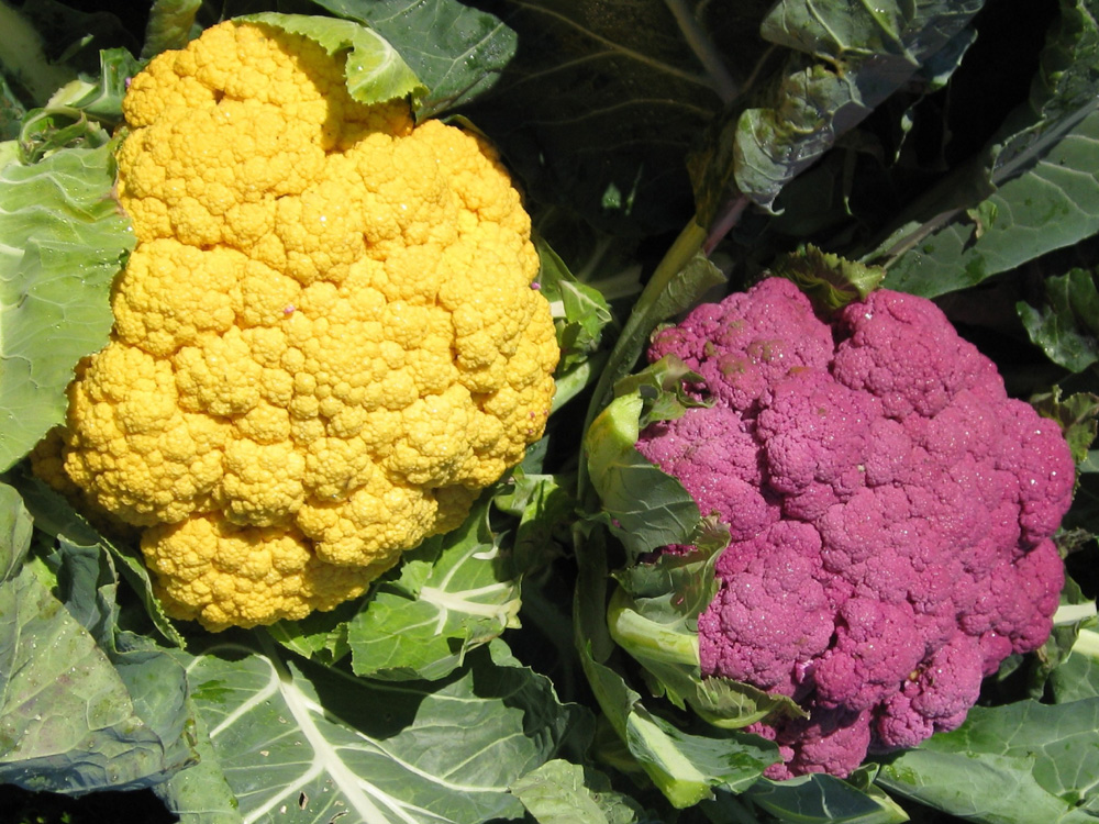 Brassica oleracea 'Cheddar' (left) and 'Graffiti' / Cauliflower