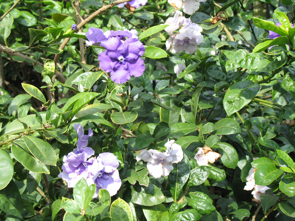 Brunfelsia pauciflora 'Magnifica'  / Brunfelsia pauciflora 'Magnifica' 