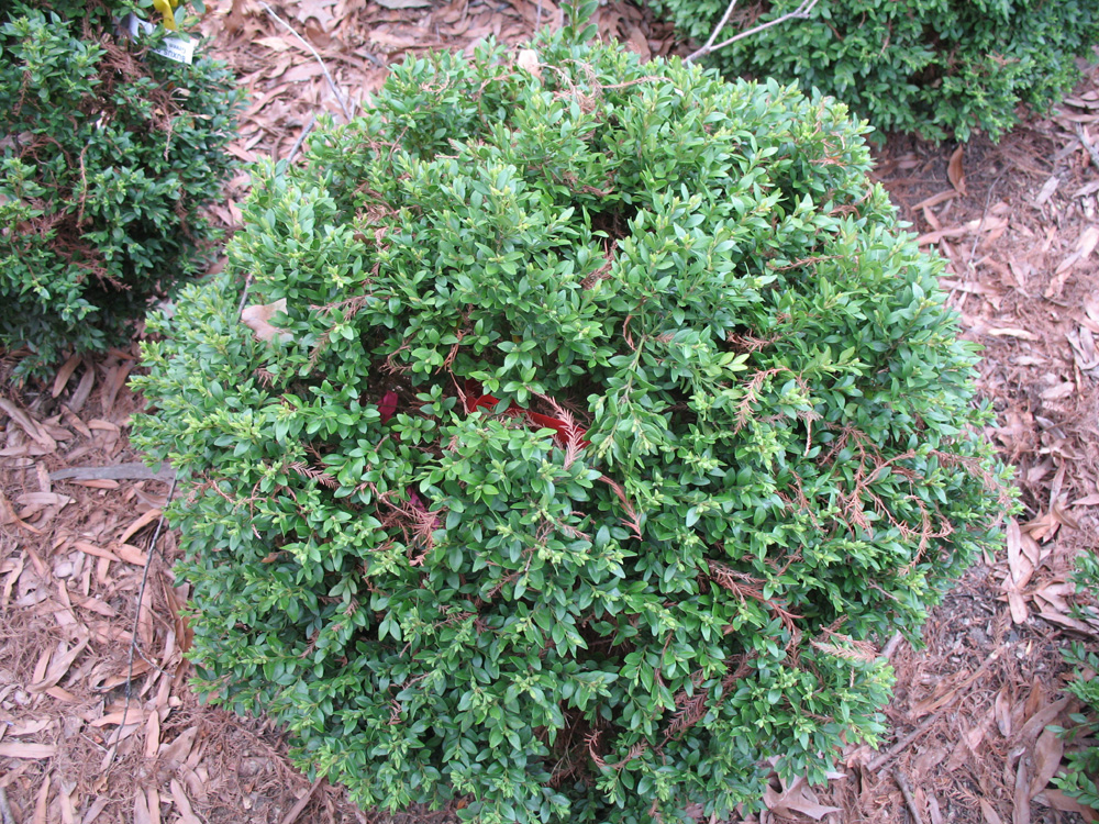 Buxus koreana 'Green Velvet' / Green Velvet Little Leaf Boxwood