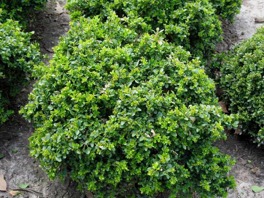 Buxus microphylla 'Compacta' / Little Leaf Boxwood