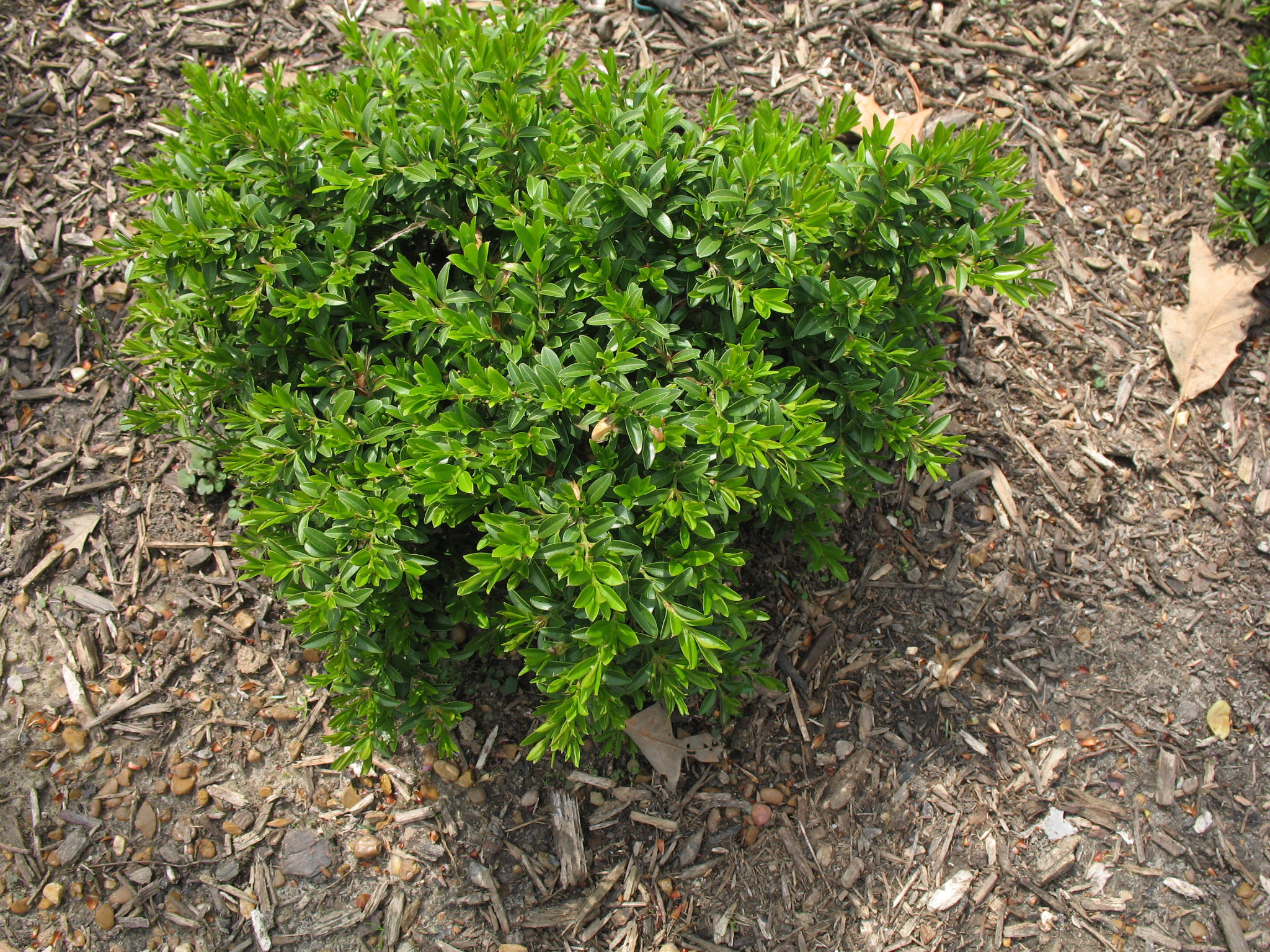 Buxus microphylla 'Grace Hendrick Phillips'  / Grace Hendrick Phillips Boxwood, Littleleaf Boxwood