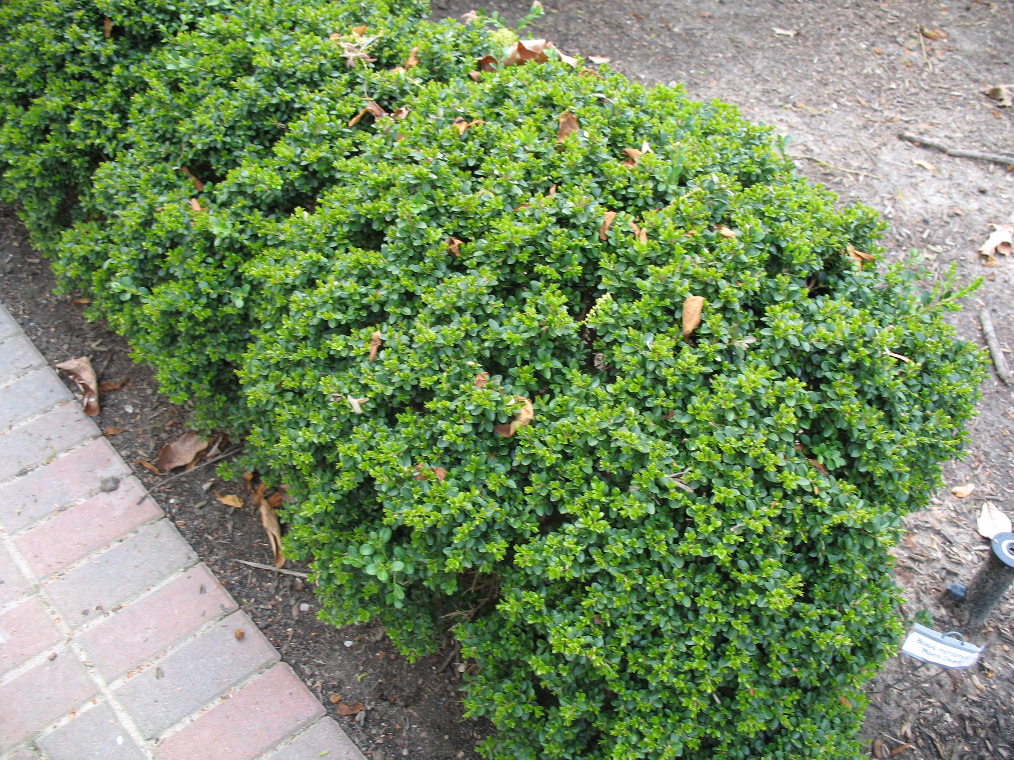 Buxus microphylla 'Morris Dwarf'  / Morris Dwarf Boxwood