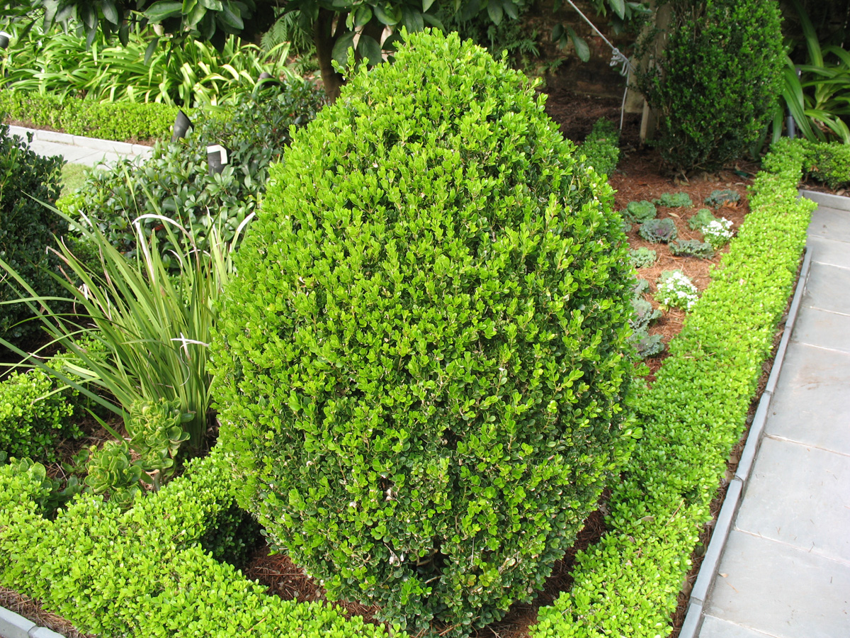 Buxus microphylla 'Wintergreen' / Buxus microphylla 'Wintergreen'