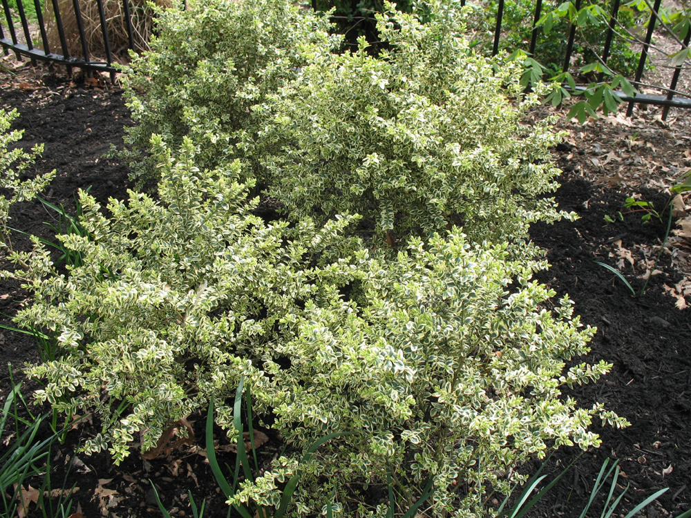 Buxus sempervirens 'Elegantissima' / Buxus sempervirens 'Elegantissima'