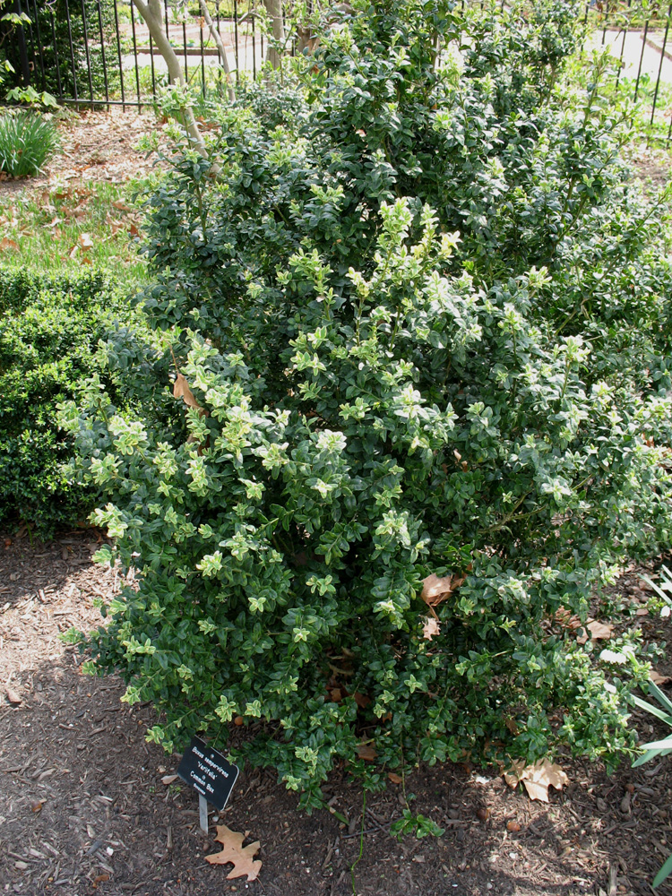 Buxus sempervirens 'Varifolia'  / Buxus sempervirens 'Varifolia' 