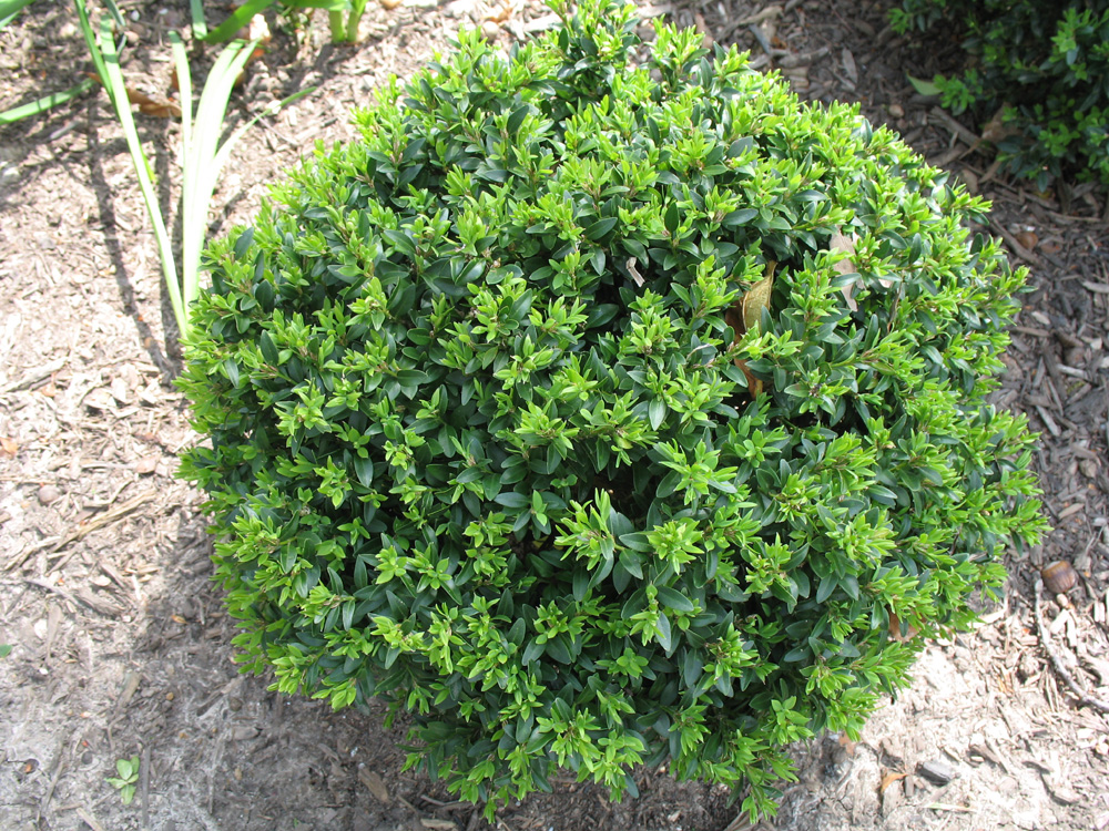 Buxus sinica var. insularis 'Justin Browsers'  / Buxus sinica var. insularis 'Justin Browsers' 