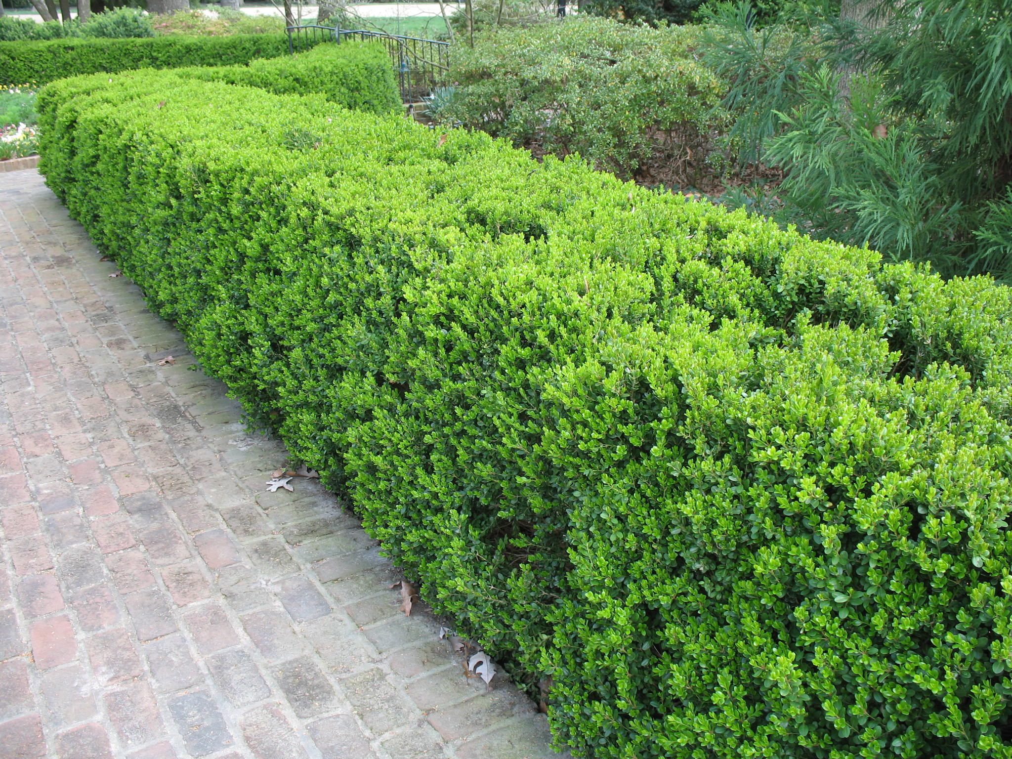 Wintergreen Boxwood Hedge
