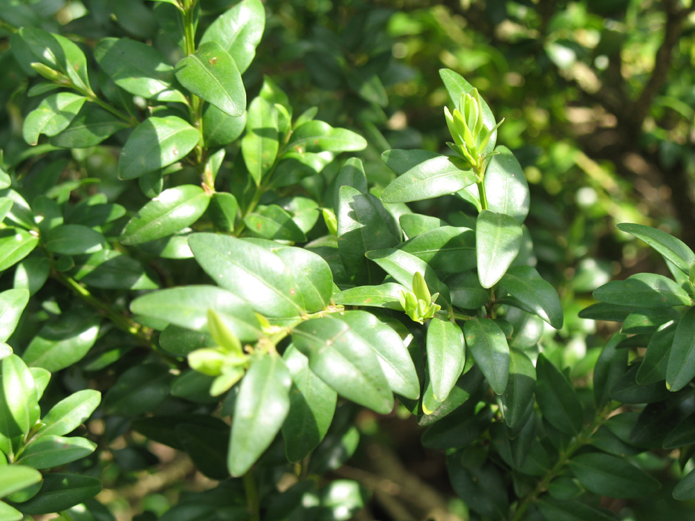 Buxus x  'Green Mound'  / Buxus x  'Green Mound' 