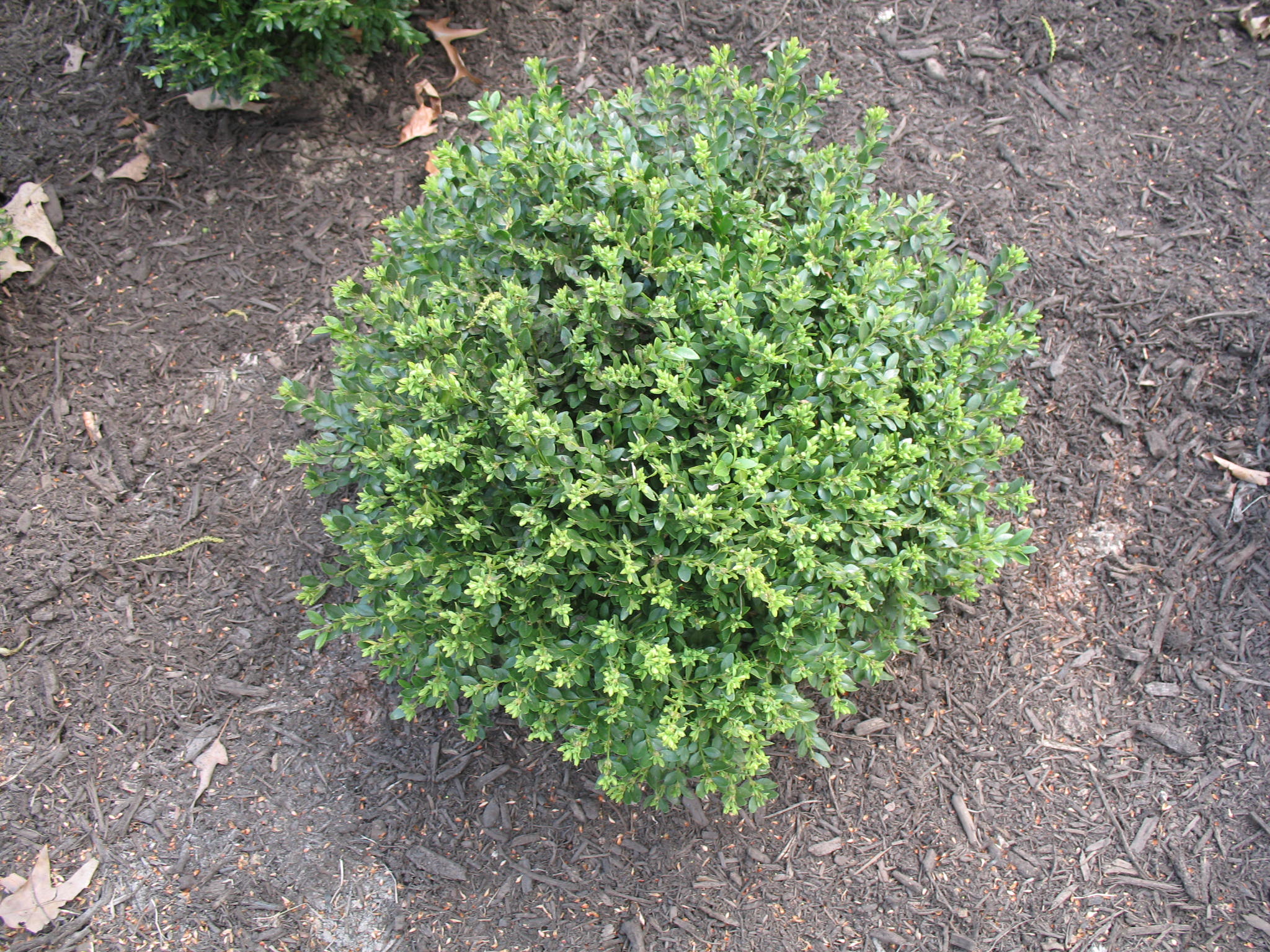 Buxus x 'Glencoe' Chicagoland Green / Chicagoland Green Boxwood