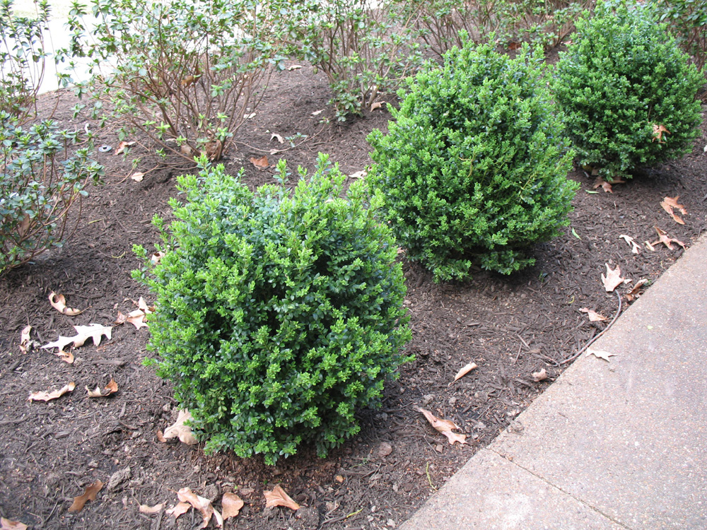 Buxus x 'Green Mountain'  / Green Mountain Boxwood