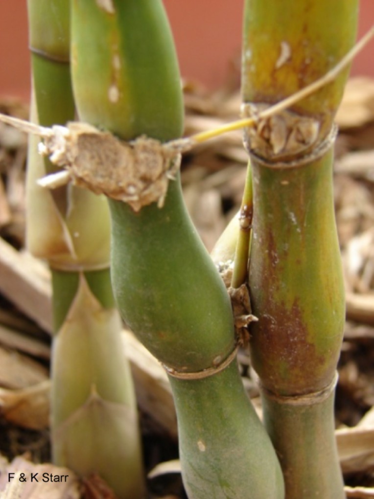 Bambusa ventricosa  / Bambusa ventricosa 