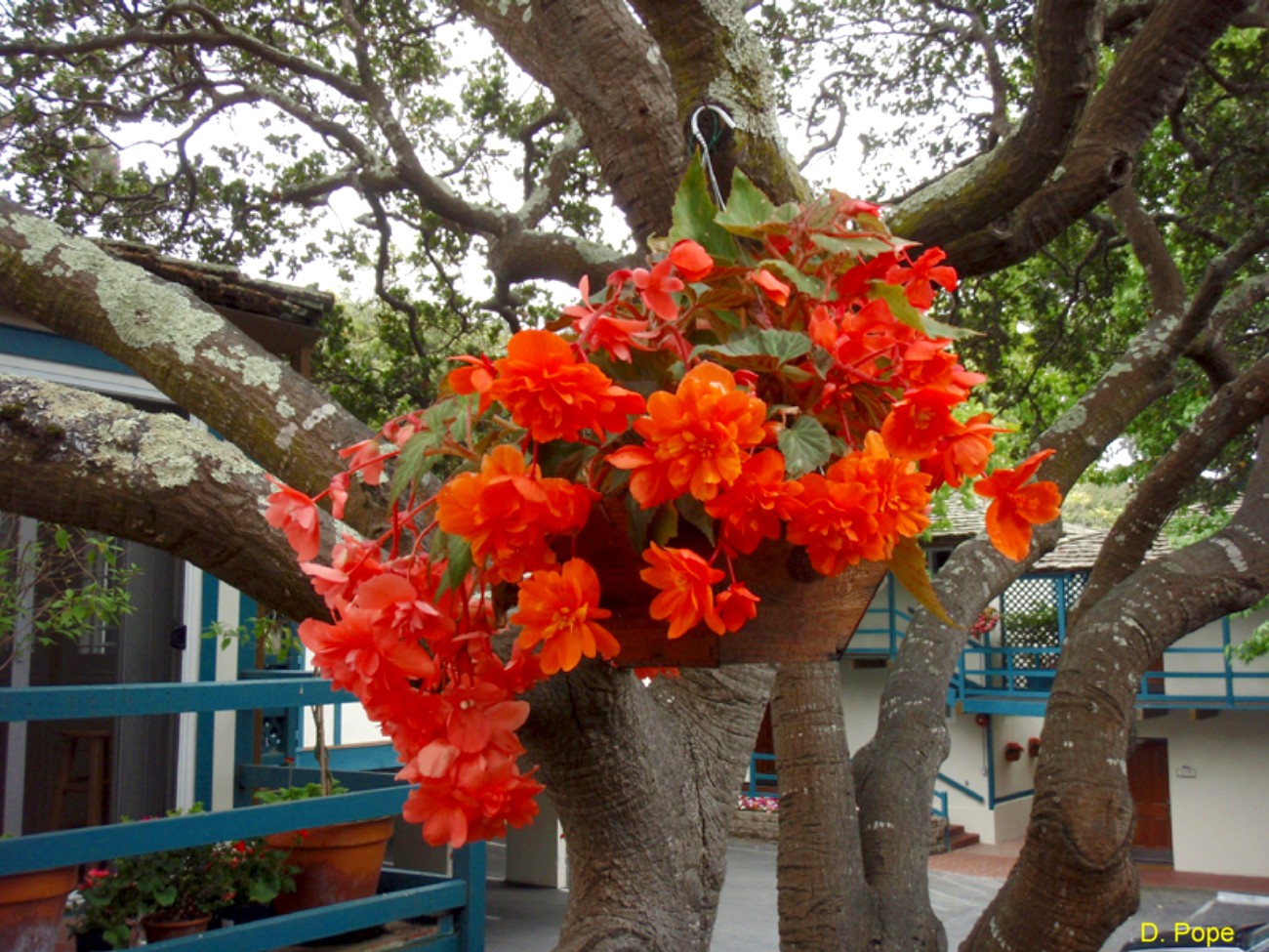 Begonia x tuberhybrida / Begonia x tuberhybrida