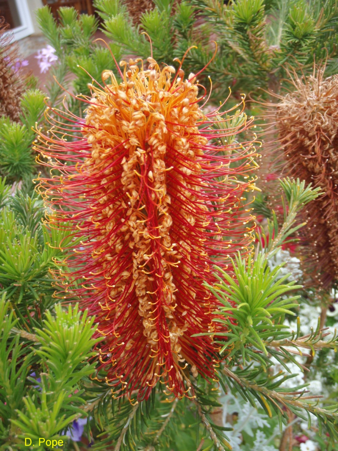 Banksia ericifolia  / Banksia ericifolia 