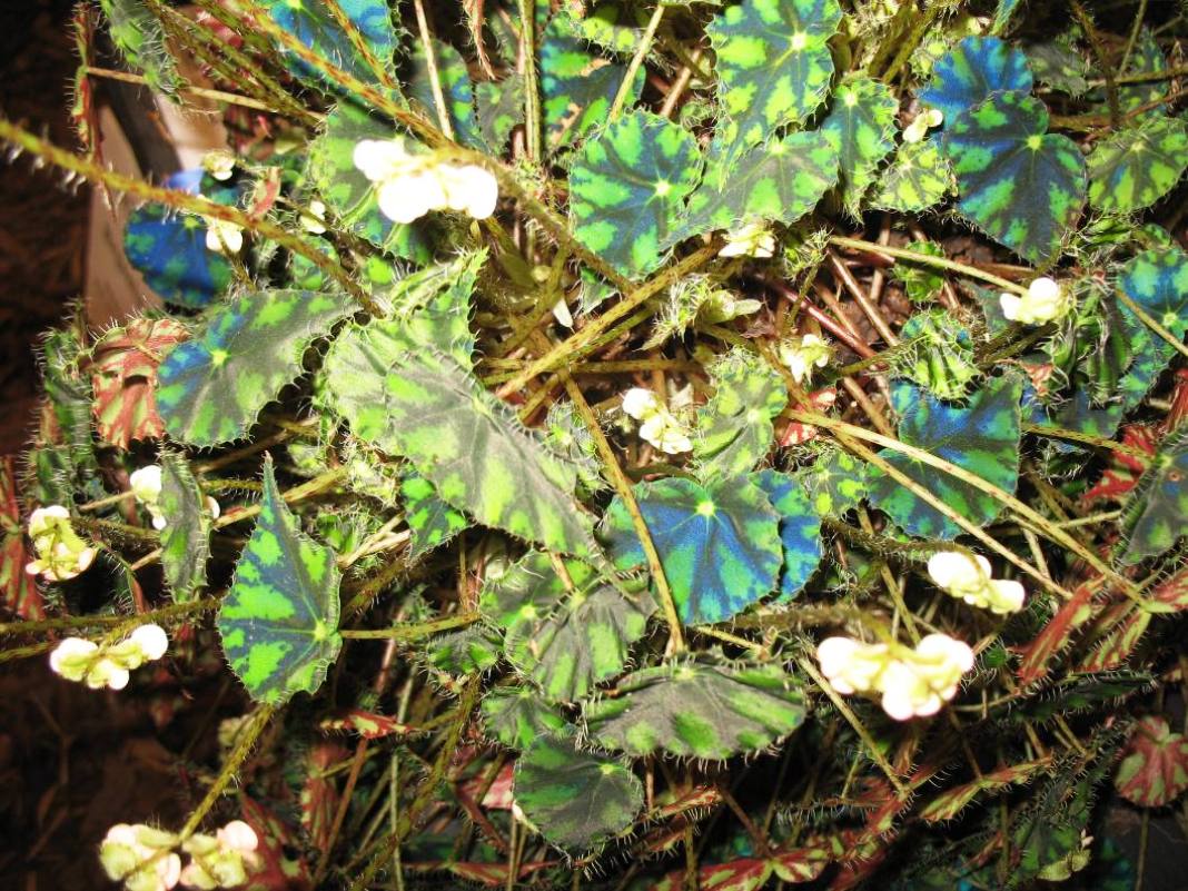 Begonia bowerae    / Begonia bowerae   