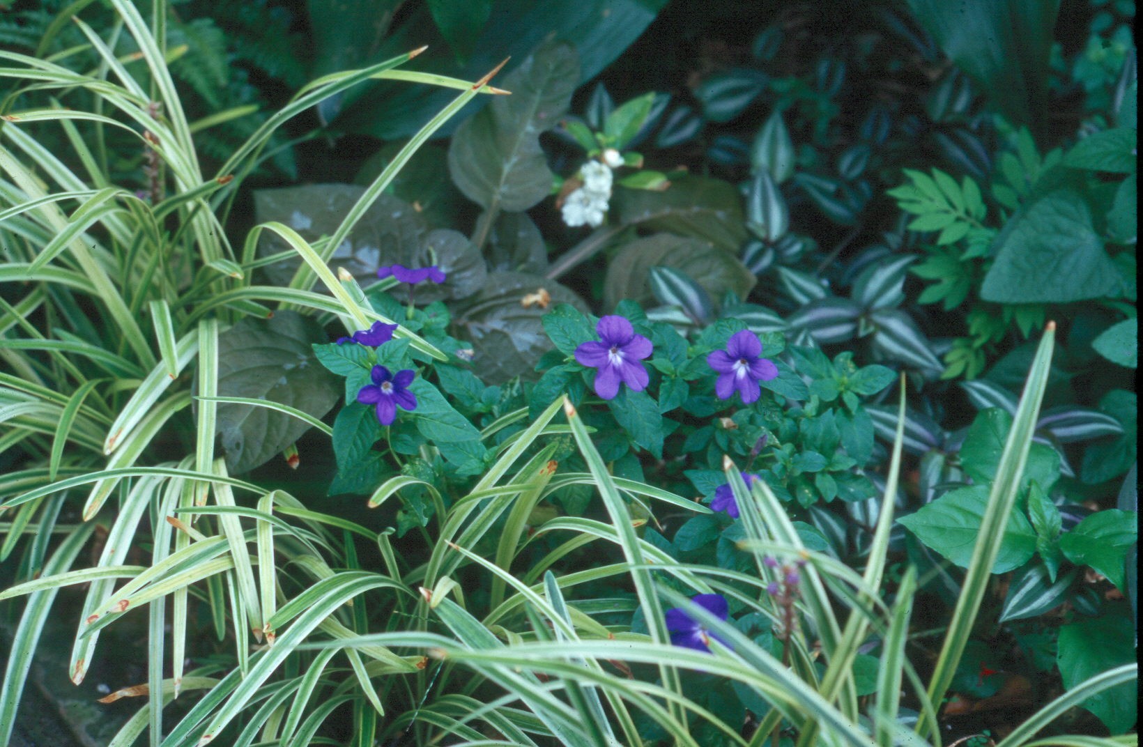 Browallia speciosa / Browallia, Amethyst Flower