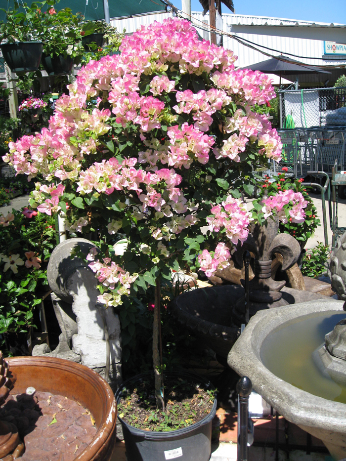 Bougainvillea 'Cherry Blossom' / Bougainvillea 'Cherry Blossom'