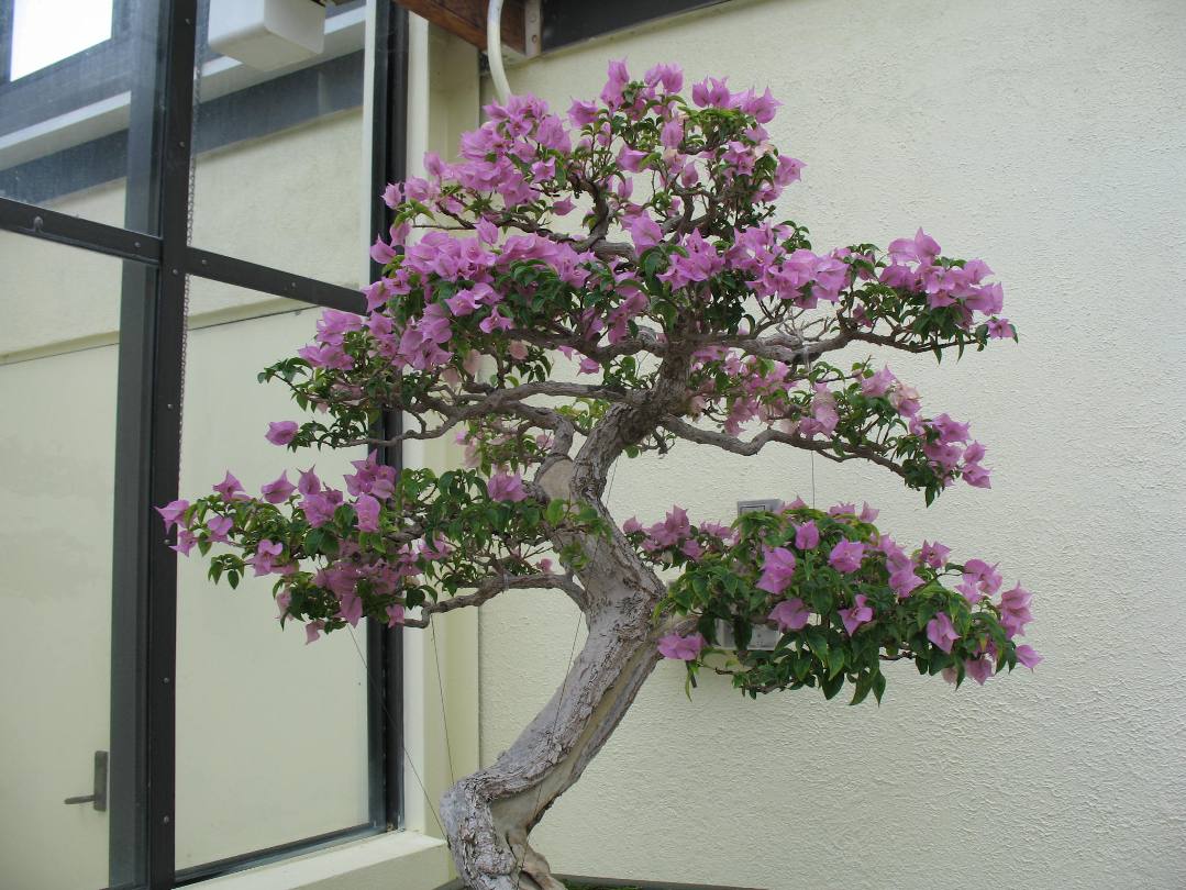 Bougainvillea glabra / Bougainvillea glabra