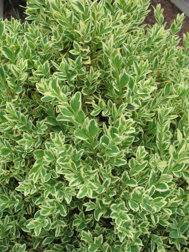 Buxus sempervirens 'Aureovariegata'  / Buxus sempervirens 'Aureovariegata' 