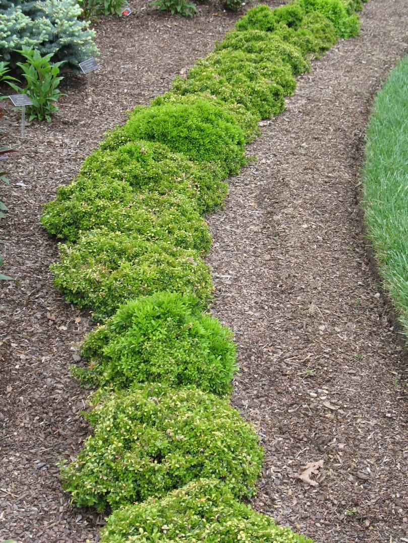 Buxus sempervirens 'Jensen' / Buxus sempervirens 'Jensen'