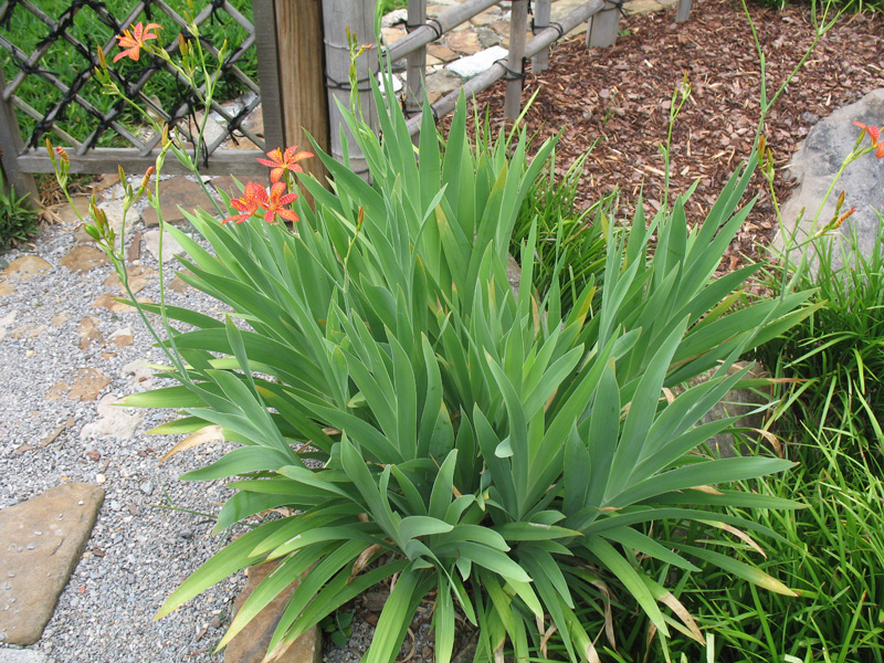 Belamcanda chinensis / Belamcanda chinensis