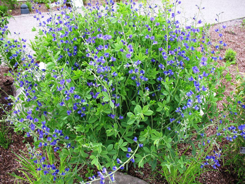 Baptisia australis / Baptisia australis