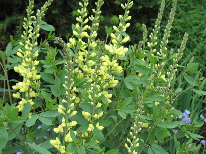 Baptisia 'Carolina Moonlight'  / False Indigo