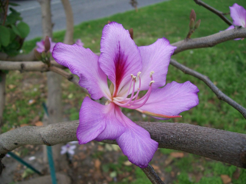 Bauhninia purpurea / Purple Orchid Tree