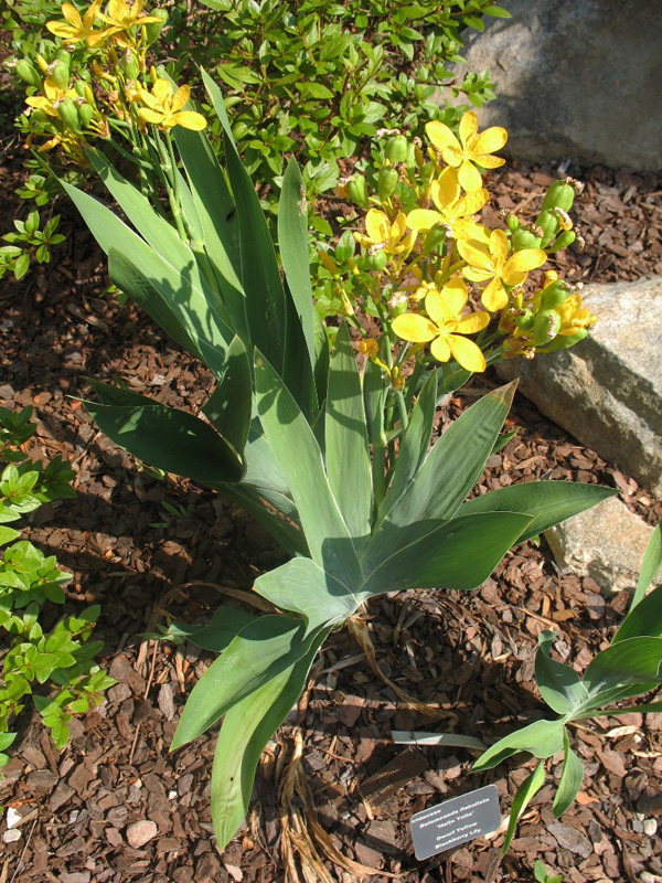 Belamcanda flabellata 'Hello Yello'   / Dwarf Yellow Blackberry Lily