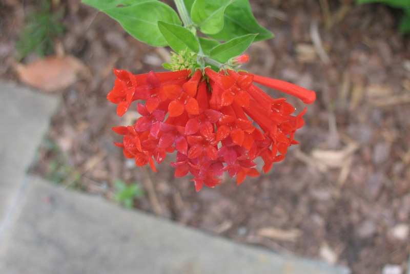 Bouvardia ternifolia / Scarlet Bouvardia