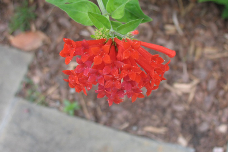 Bouvardia ternifolia / Bouvardia ternifolia