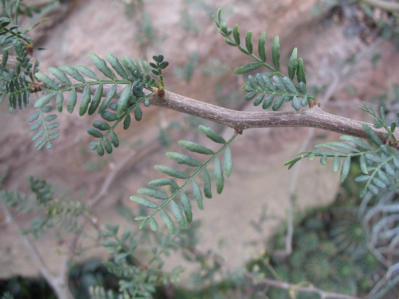 Bursera microphylla   / Bursera microphylla  
