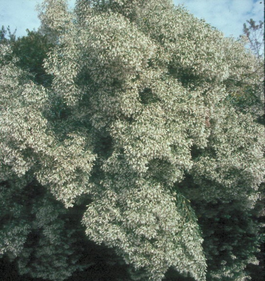Baccharis halimifolia / Groundsel Bush