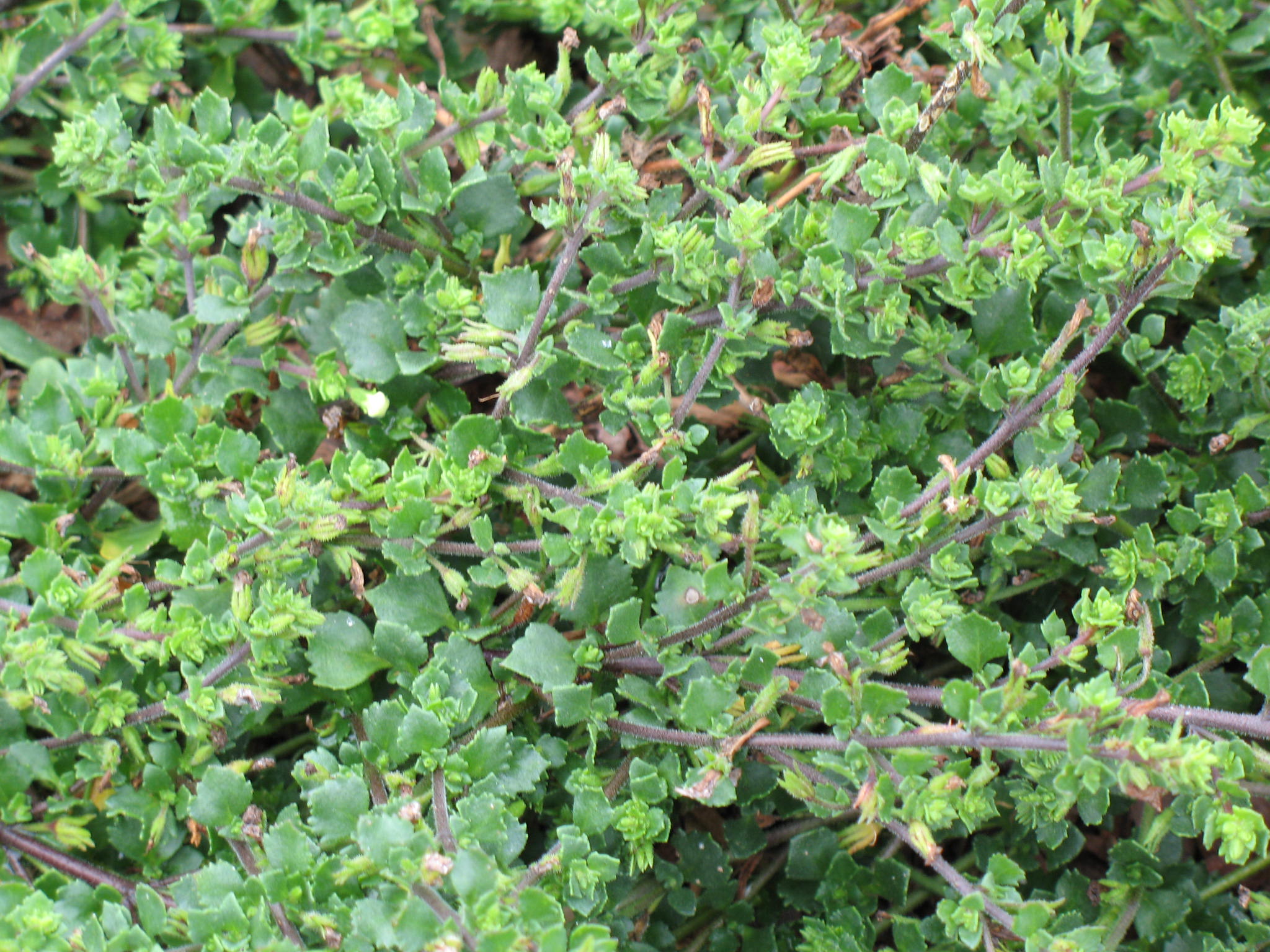 Bacopa 'Abunda Giant White'  / Giant White Bacopa