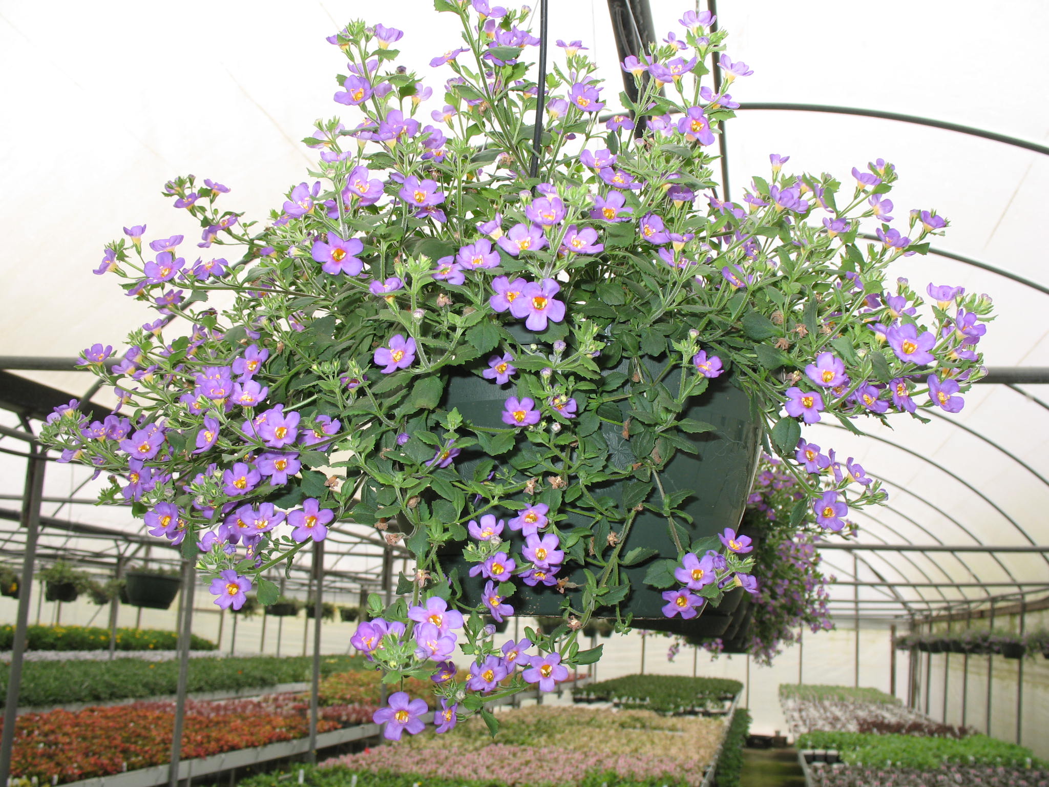 Bacopa sutera 'Copia Great Purple'   / Giant Purple Bacopa