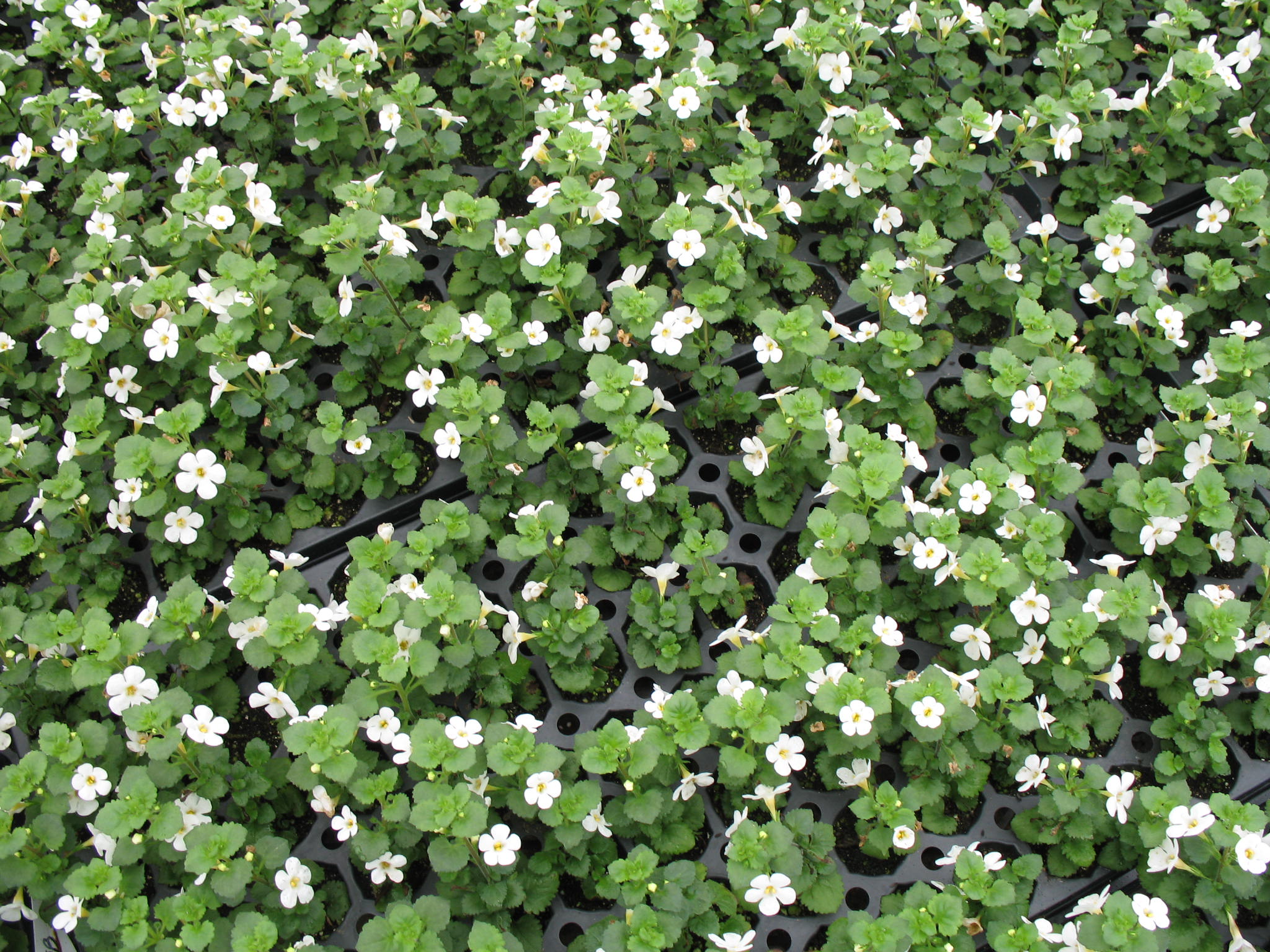 Bacopa sutera 'Talifun Pearl' / Bacopa sutera 'Talifun Pearl'