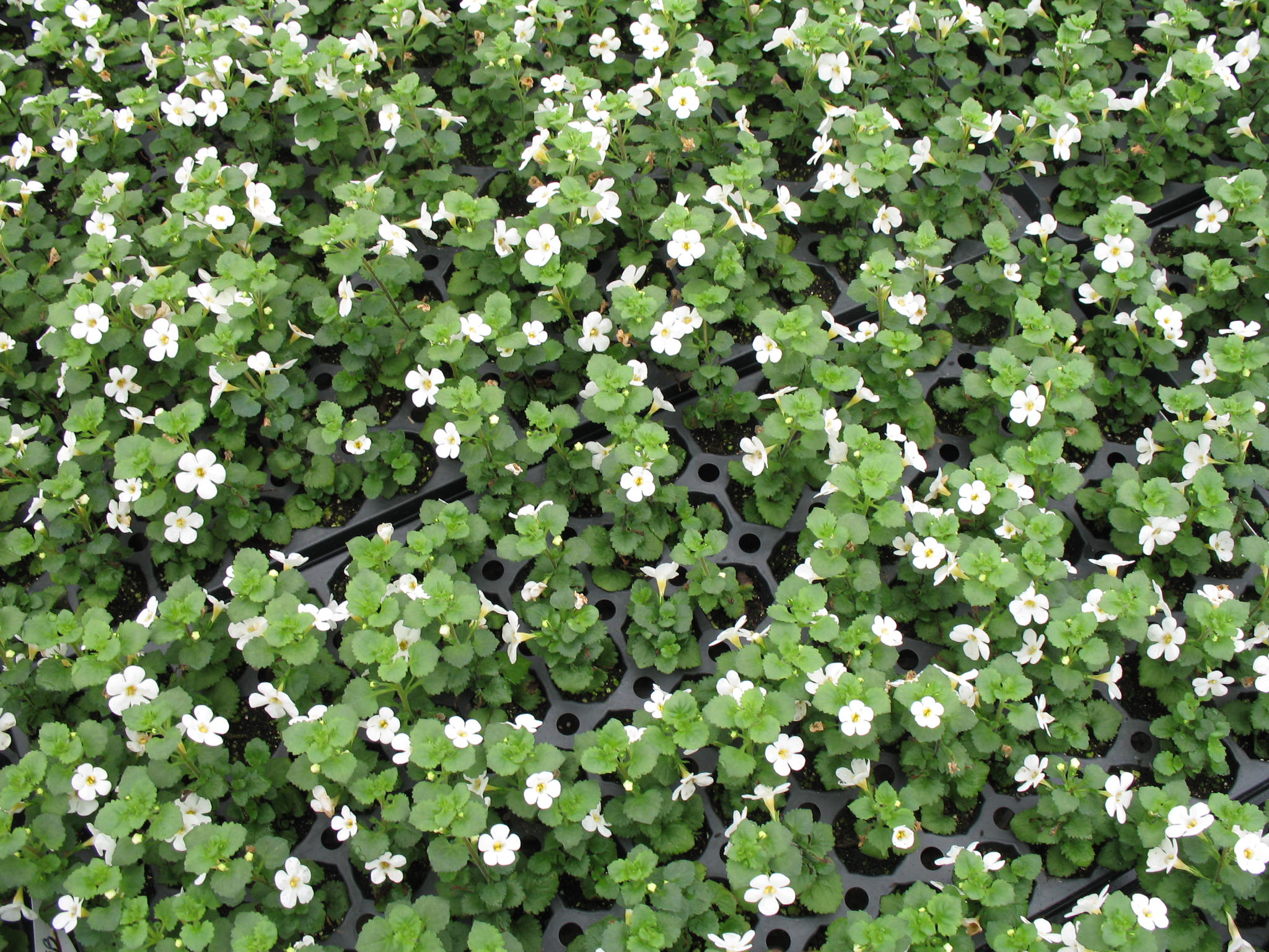 Bacopa sutera 'Talifun Pearl' / Taliful Pearl Bacopa