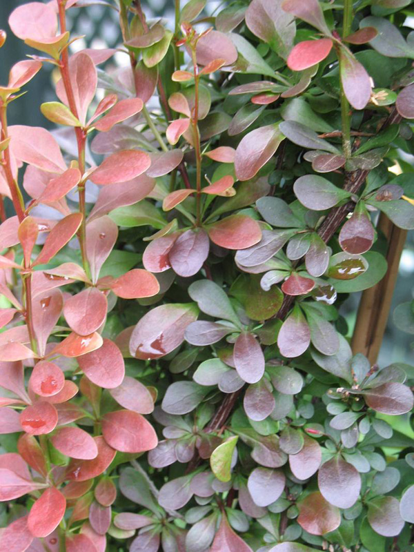 Berberis thunbergii f. atropurpurea 'Helmond Pillar' / Helmon Pillar Japanese Barberry